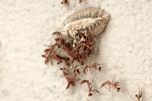 8173484741_a21748c071_b