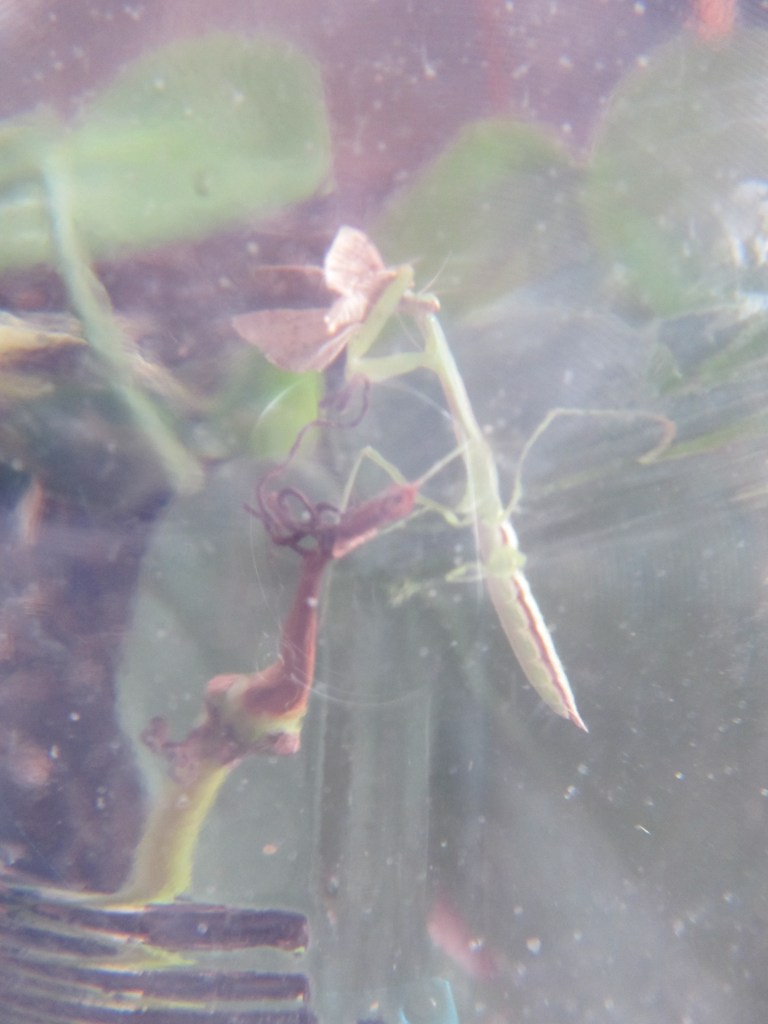 Alex the Praying Mantis